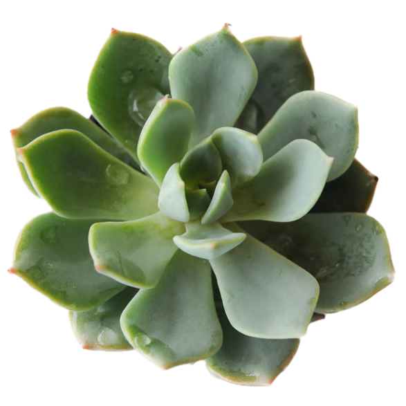 Agave